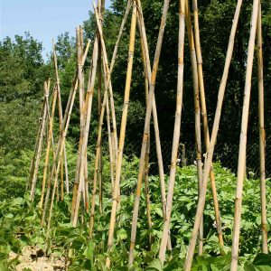 Garden Canes