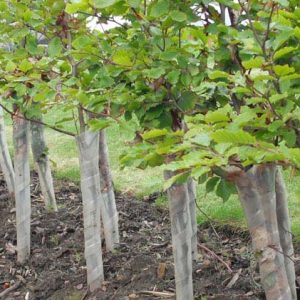 Tree Care